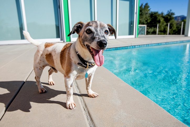 pies stojący koło basenu